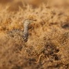 Drop hrivnaty - Chlamydotis undulata - Houbara Bustard o2894